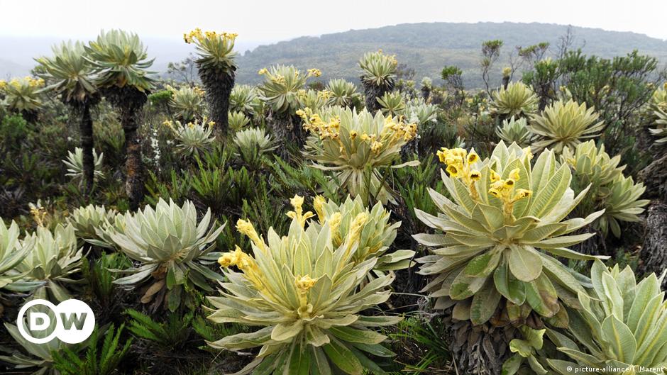 Frailej n En Colombia Descubre Toda La Belleza Del Frailej n The 