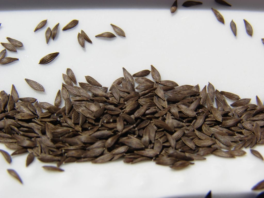 ¿Cuáles son las semillas de lechuga romana?